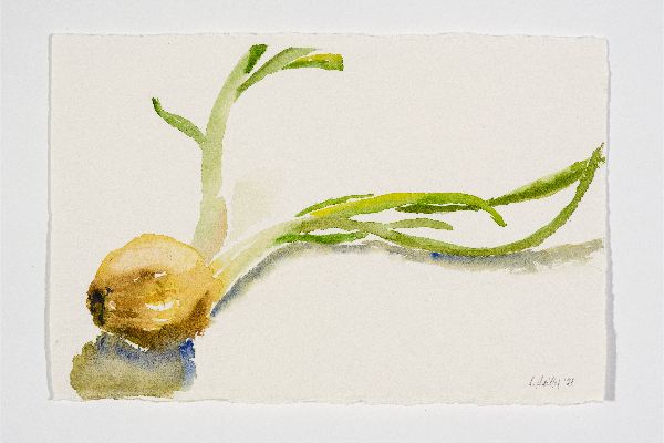 Onion 2, watercolour on Saunders, 10x7 in.
